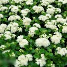 Super Seeds Ageratum houstonianum Floss Flower Dwarf White 2000 Pcs