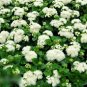 Super Seeds Ageratum houstonianum Floss Flower Dwarf White 2000 Pcs