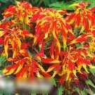 Super Seeds Amaranthus Tricolor Flaming Fountain Crimson Red and Bronze 100 Pcs
