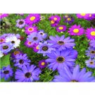 Super Seeds Brachycome iberidifolia Swan River Daisy Mix 5000 Pcs