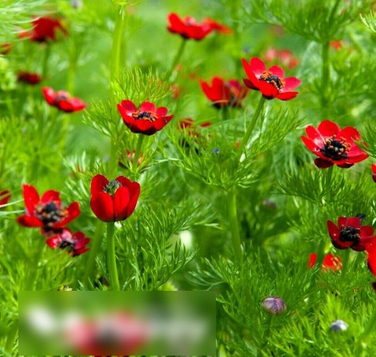 Super Seeds Adonis aestivalis Pheasants Eye Red Flower 400+ Pcs