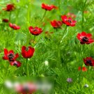 Super Seeds Adonis aestivalis Pheasants Eye Red Flower 400+ Pcs