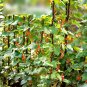 Super Seeds Phaceolus coccineus Vine Climbing Flower Runner Beans Mix 10+ Pcs