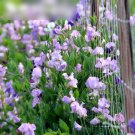 Super Seeds Lathyrus odoratus Sweet Pea Lady Grisel Hamilton Old Spice 30+ Pcs