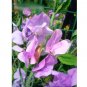Super Seeds Lathyrus odoratus Sweet Pea Lady Grisel Hamilton Old Spice 30+ Pcs