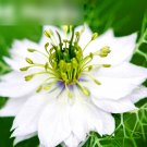 Super Seeds Nigella hispanica African Bride Love In A Mist White Flower 1000+ Pcs