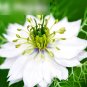 Super Seeds Nigella hispanica African Bride Love In A Mist White Flower 1000+ Pcs