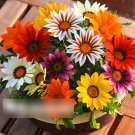 Super Seeds Gazania splendens Promesa Dwarf Mix Beautiful Flower 5 Pcs