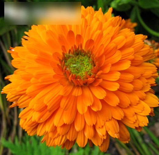 Super Seeds Calendula officinalis Pot Marigold Orange King 100+ Pcs