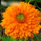 Super Seeds Calendula officinalis Pot Marigold Orange King 100+ Pcs