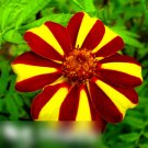 Super Seeds Tagetes patula nana French Marigold Dandy Striped 100+ Pcs