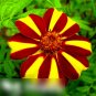 Super Seeds Tagetes patula nana French Marigold Dandy Striped 100+ Pcs