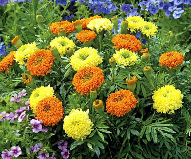 Super Seeds Tagetes Erecta African Marigold Spun mixed Beautiful Flower 100 Pcs