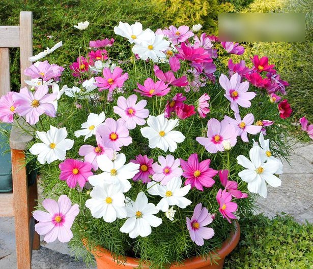 Super Seeds Cosmos bipinnatus Dwarf Cosmos Vega Beautiful Flower 300 Pcs