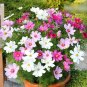 Super Seeds Cosmos bipinnatus Dwarf Cosmos Vega Beautiful Flower 300 Pcs