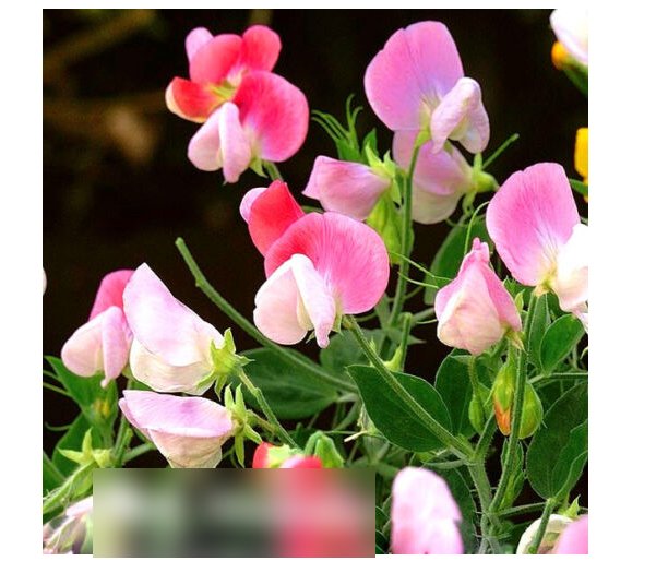 Super Seeds Lathyrus odoratus Sweet Pea Dwarf Pink Cupid Beautiful Flower 20 Pcs