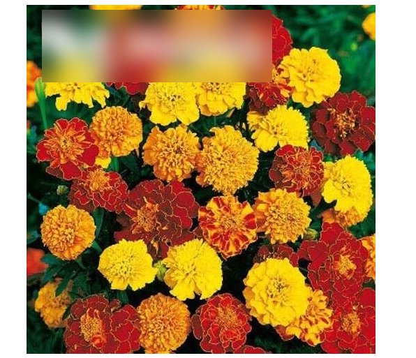 Super Seeds French Marigold Bonita Mixed Dwarf Double flowers 300+ Pcs