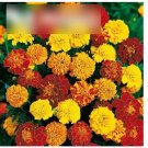 Super Seeds French Marigold Bonita Mixed Dwarf Double flowers 300+ Pcs