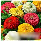 Super Seeds Zinnia elegans Dahlia Flowered Mix Giant Flowering 200+ Pcs