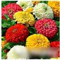 Super Seeds Zinnia elegans Dahlia Flowered Mix Giant Flowering 200+ Pcs