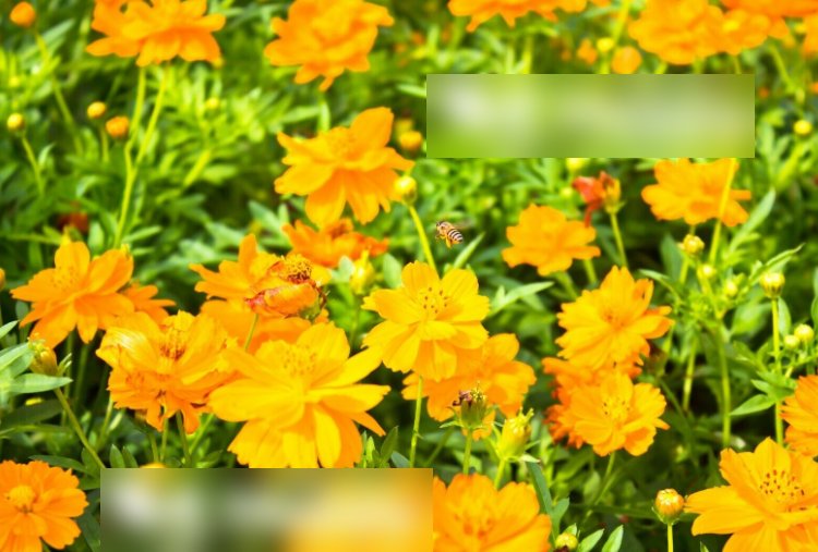 Super Seeds Cosmos sulphureus Dwarf Orange Carpet Beautiful Flower 100+ Pcs