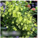 Super Seeds Nicotiana alata Flowering Tobacco Lime Green 2000 Pcs