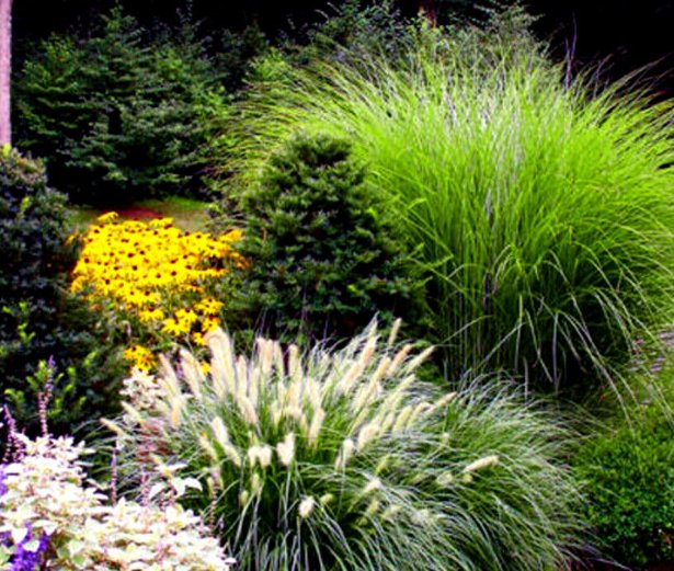 Super Seeds Canary Panicum Foxtail Bristle Grass Ornamental Grasses Mix 1000 Pcs