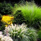 Super Seeds Canary Panicum Foxtail Bristle Grass Ornamental Grasses Mix 1000 Pcs