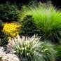 Super Seeds Canary Panicum Foxtail Bristle Grass Ornamental Grasses Mix 1000 Pcs