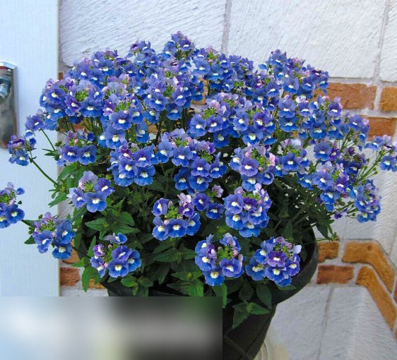 Super Seeds Nemesia strumosa Small Flowered Blue Gem 2000 Pcs