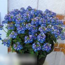 Super Seeds Nemesia strumosa Small Flowered Blue Gem 2000 Pcs