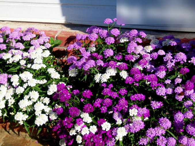 Super Seeds Iberis Umbellata Candytuft Rockeries Dwarf Fairyland Mixed 600 Pcs