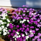 Super Seeds Iberis Umbellata Candytuft Rockeries Dwarf Fairyland Mixed 600 Pcs