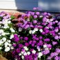 Super Seeds Iberis Umbellata Candytuft Rockeries Dwarf Fairyland Mixed 600 Pcs