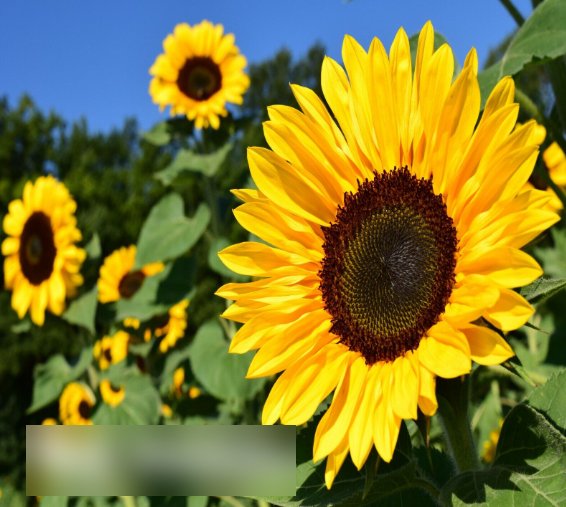Super Seeds Helianthus Cut Sunflower Semi Tall Mixed 40 Pcs