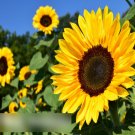 Super Seeds Helianthus Cut Sunflower Semi Tall Mixed 40 Pcs