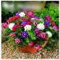 Super Seeds Verbena hybrida Mammoth Mix Beautiful Flower 200 Pcs