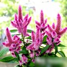 Super Seeds Celosia spicata Flamingo Soft Pink Beautiful Flower 200+ Pcs