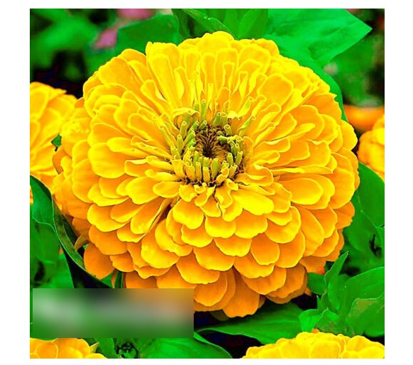 Super Seeds Zinnia elegans dahlia Yellow Canary Bird Beautiful Flower 200+ Pcs