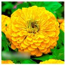 Super Seeds Zinnia elegans dahlia Yellow Canary Bird Beautiful Flower 200+ Pcs
