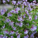 Super Seeds Asperula orientalis Blue Woodruff Charming Annual Flower 400 Pcs