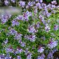 Super Seeds Asperula orientalis Blue Woodruff Charming Annual Flower 400 Pcs