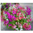 Super Seeds Clarkia pulchella Pinkfairies Arianne Mixed Large Double Flower 1000 Pcs
