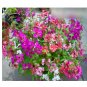 Super Seeds Clarkia pulchella Pinkfairies Arianne Mixed Large Double Flower 1000 Pcs