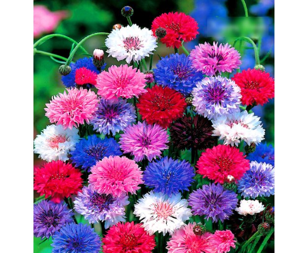 Super Seeds Centaurea Cyanus Dwarf Cornflower Double Polka Dot Mix 1000 Pcs