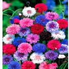 Super Seeds Centaurea Cyanus Dwarf Cornflower Double Polka Dot Mix 1000 Pcs