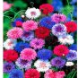 Super Seeds Centaurea Cyanus Dwarf Cornflower Double Polka Dot Mix 1000 Pcs