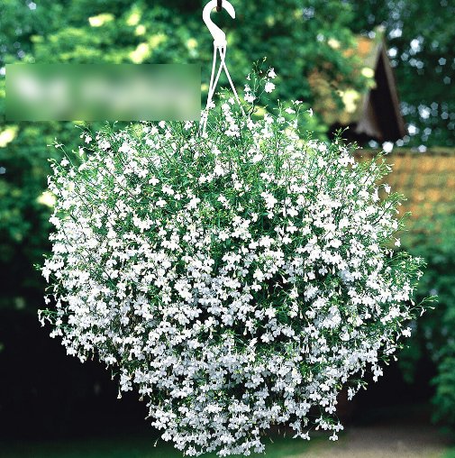Super Seeds Lobelia Pendula Trailing Cascade White Beautiful Flower 7000 Pcs