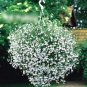 Super Seeds Lobelia Pendula Trailing Cascade White Beautiful Flower 7000 Pcs