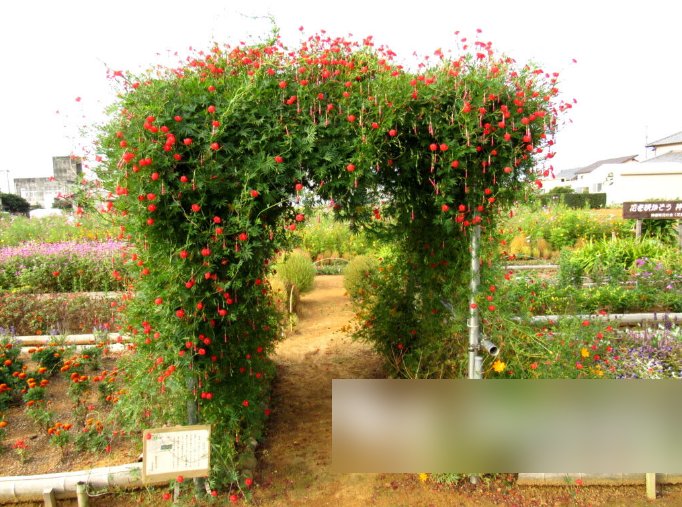 Super Seeds Ipomoea quamoclit Cypress Vine Beautiful Flower Mixed 50 + Pcs